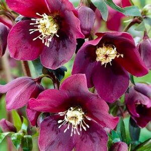 Heleborus orient. Pretty Ellen Red