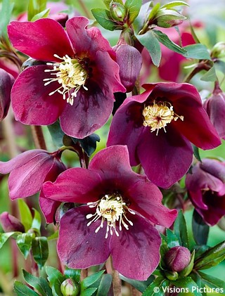 Heleborus orient. Pretty Ellen Red