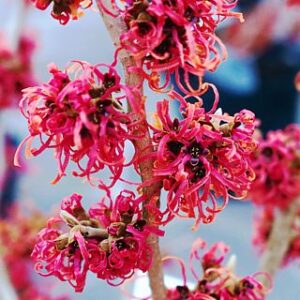 Hamamelis inter. Feuerzauber