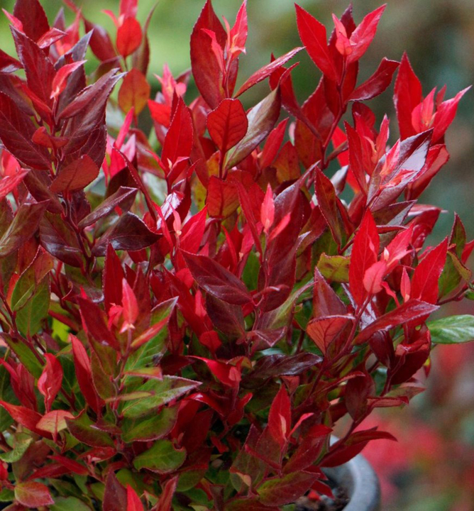 Leucothoe font. Little Flames® - Obrázek 3