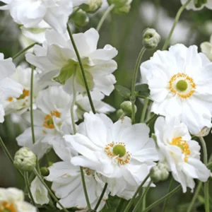 Anemone hyb. Whirlwind