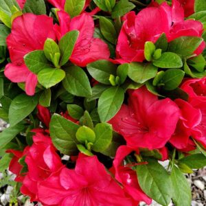 Azalea (J) Mother's Day