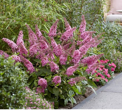 Buddleja dav. Butterfly Candy Little Pink - Obrázek 2
