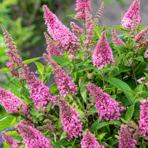 Buddleja dav. Butterfly Candy Little Pink