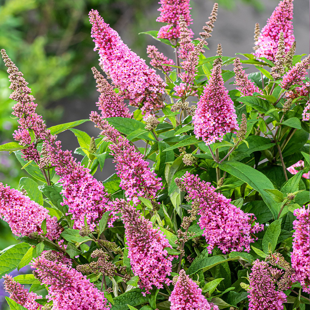 Buddleja dav. Butterfly Candy Little Pink