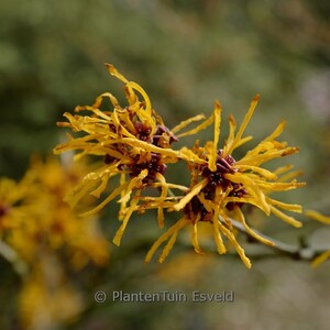 Hamamelis inter. Evi - Obrázek 2
