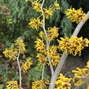 Hamamelis inter. Evi