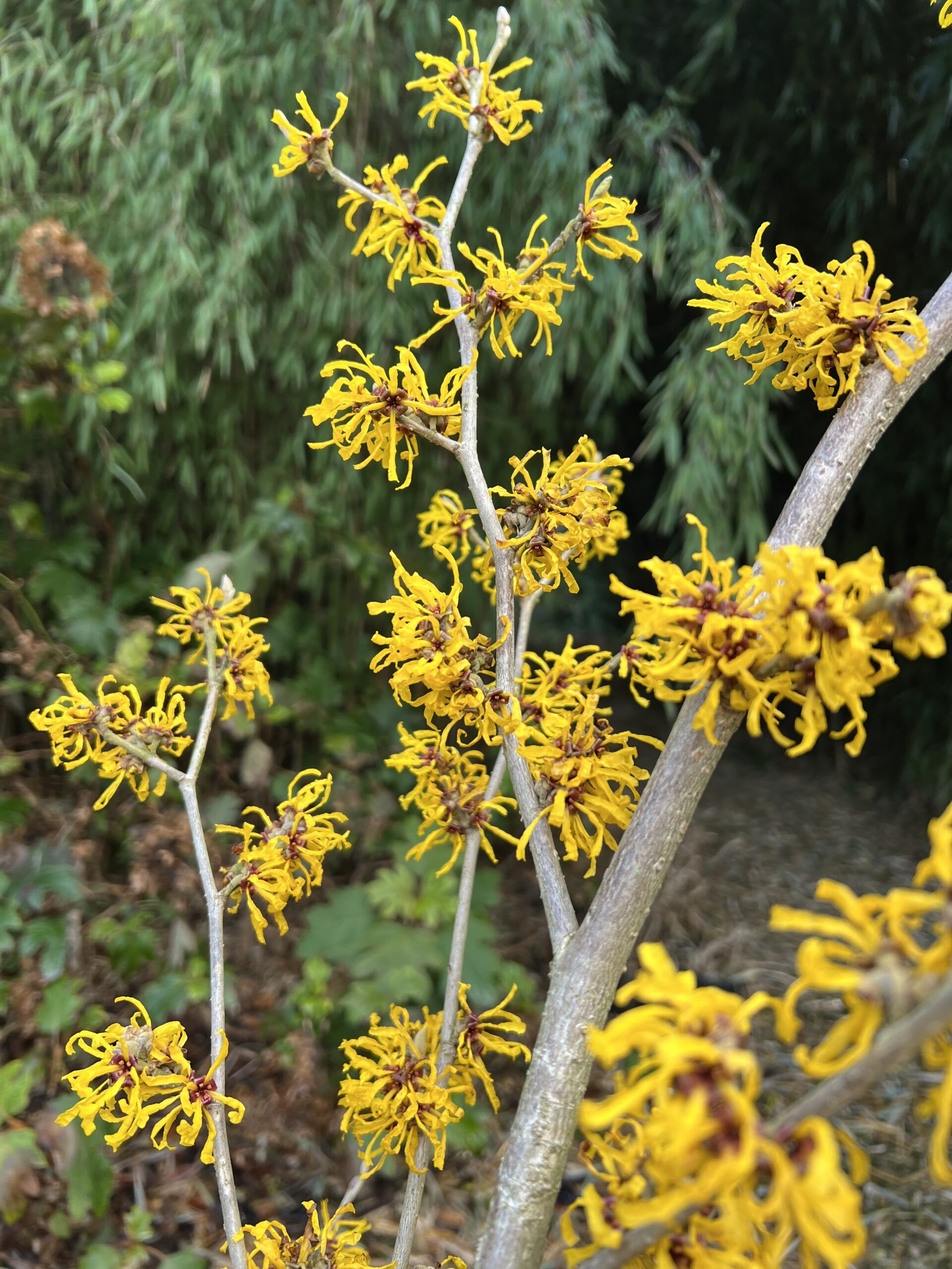 Hamamelis inter. Evi