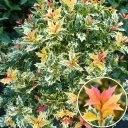 Osmanthus het. Variegatus