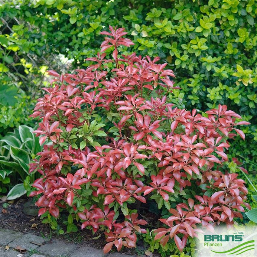 Pieris jap. Mountain Fire - Obrázek 2