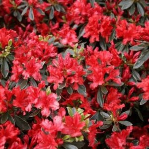 Azalea (J) Hot Shot Variegated
