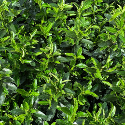 Euonymus jap. Microphyllus