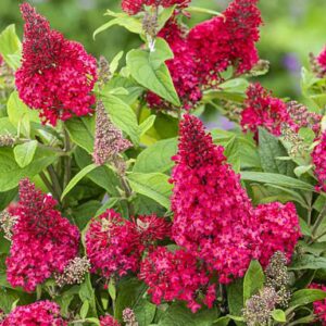Buddleja dav. Butterfly Candy Little Ruby