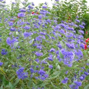 Caryopteris cland. Kew Blue
