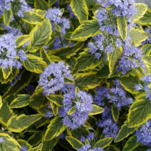 Caryopteris cland. Summer Sorbet