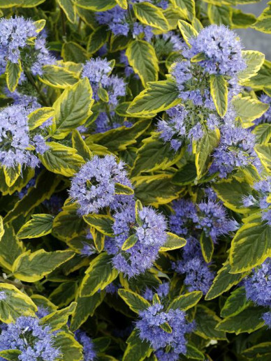 Caryopteris cland. Summer Sorbet