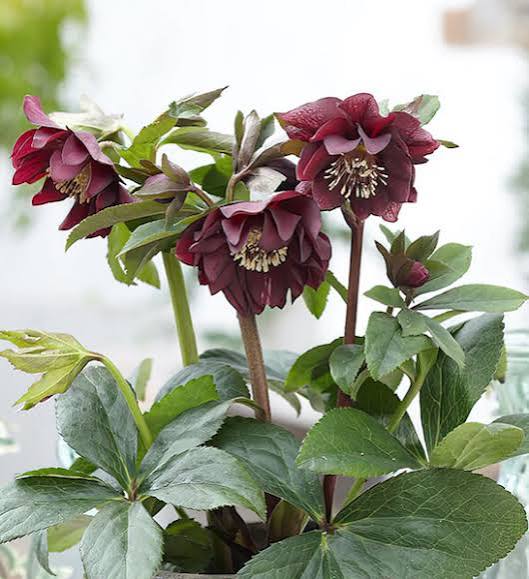 Heleborus orient. Double Ellen Purple® - Obrázek 3