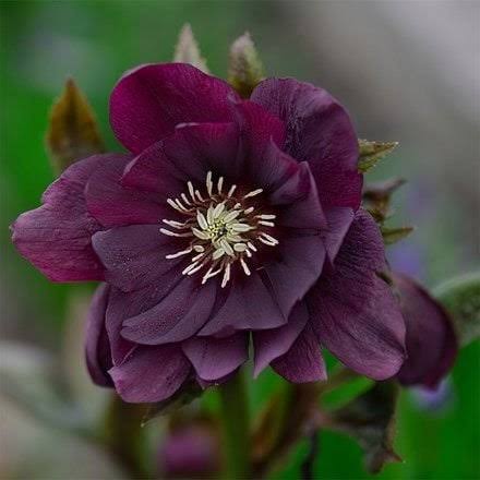 Heleborus orient. Double Ellen Purple® - Obrázek 2