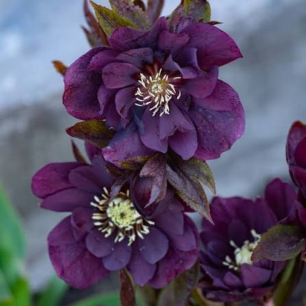 Heleborus orient. Double Ellen Purple®