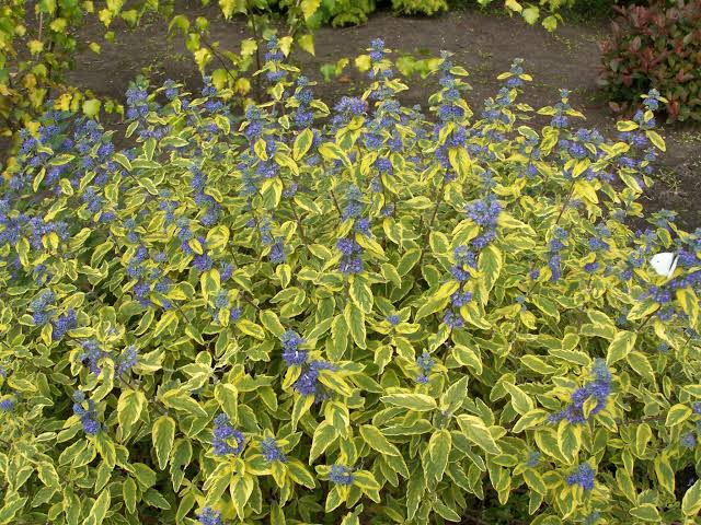 Caryopteris cland. Summer Sorbet - Obrázek 2