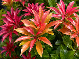 Pieris jap. Mountain Fire