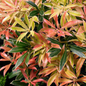 Pieris jap. Little Heath