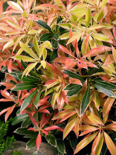 Pieris jap. Flaming Silver - Obrázek 2