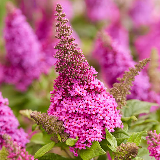 Buddleja dav. Butterfly Candy Little Pink - Obrázek 3