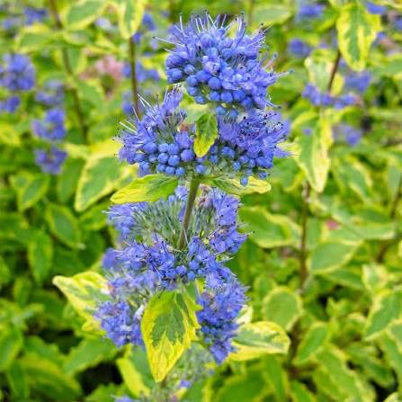 Caryopteris cland. Summer Sorbet - Obrázek 3