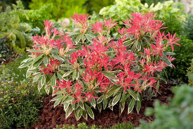 Pieris jap. Flaming Silver - Obrázek 3