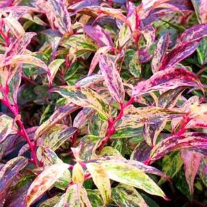 Leucothoe walteri Rainbow