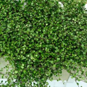 Muehlenbeckia