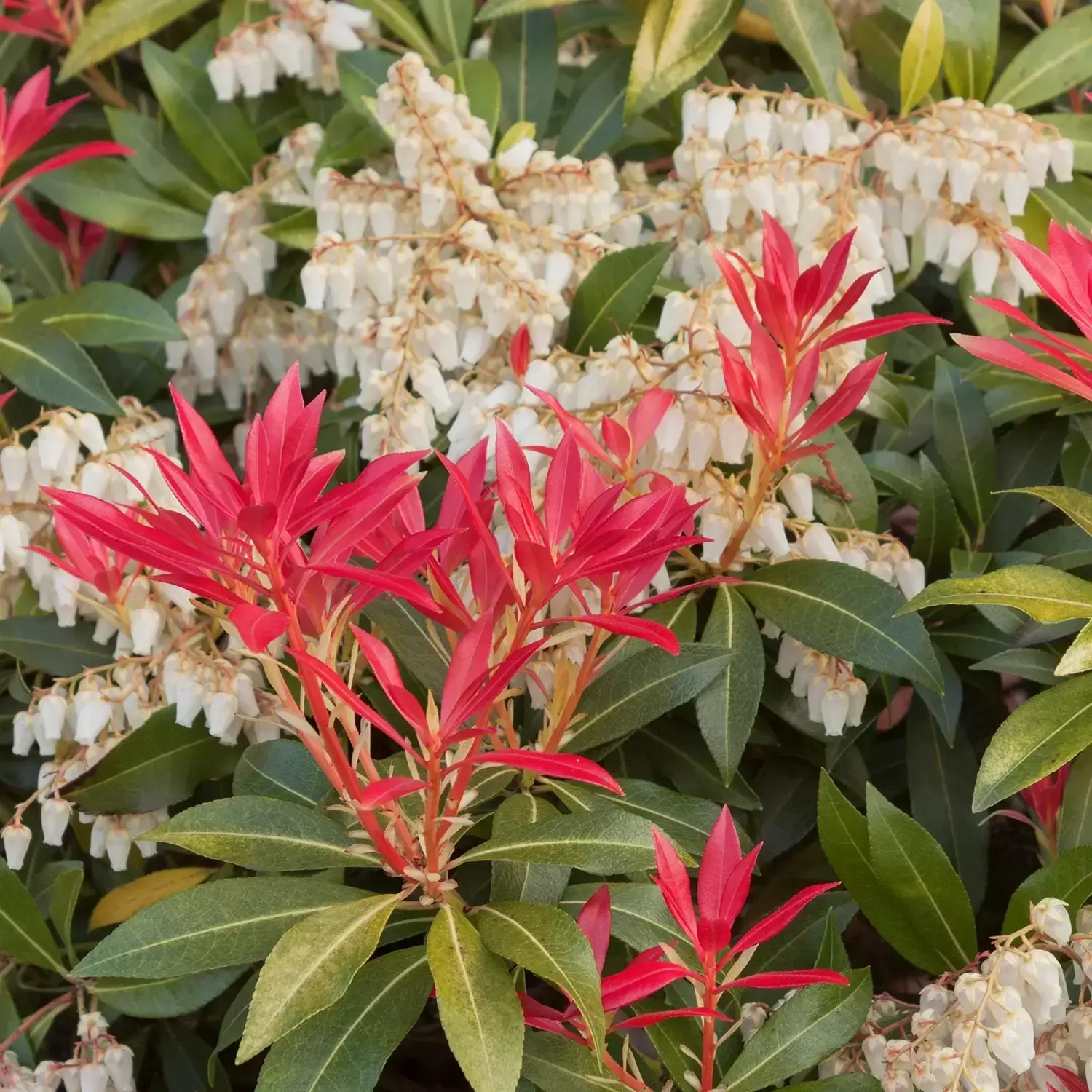 Pieris jap. Mountain Fire - Obrázek 3