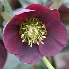 Heleborus orient. Pretty Ellen Red - Obrázek 2