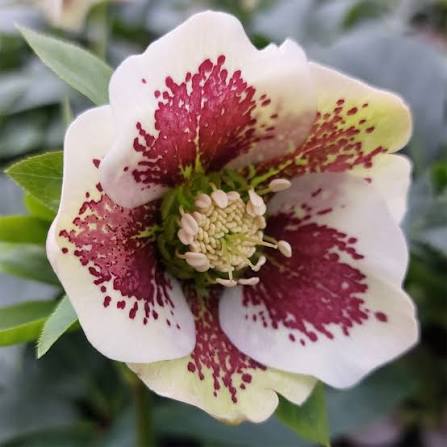 Heleborus orient. Pretty Ellen Spotted - Obrázek 2