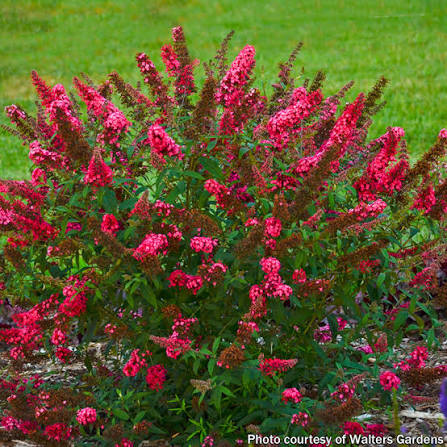 Budleja davidii Prince Charming - Obrázek 2