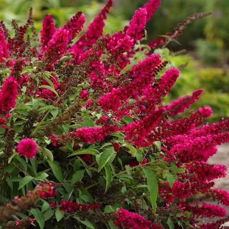 Budleja davidii Prince Charming