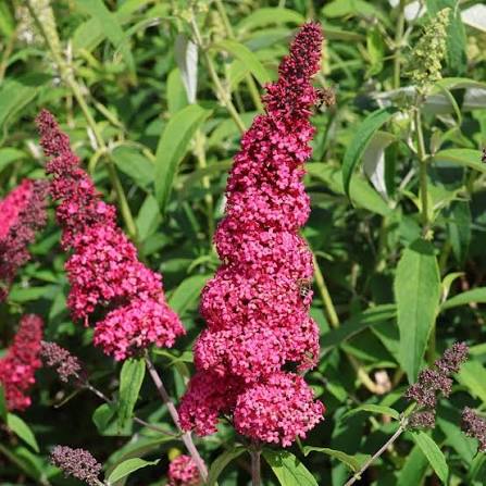 Budleja davidii Prince Charming - Obrázek 3